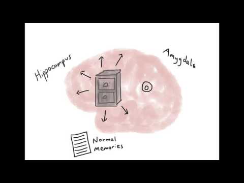 Whizolosophy | Brain Model of PTSD - Psychoeducation Video