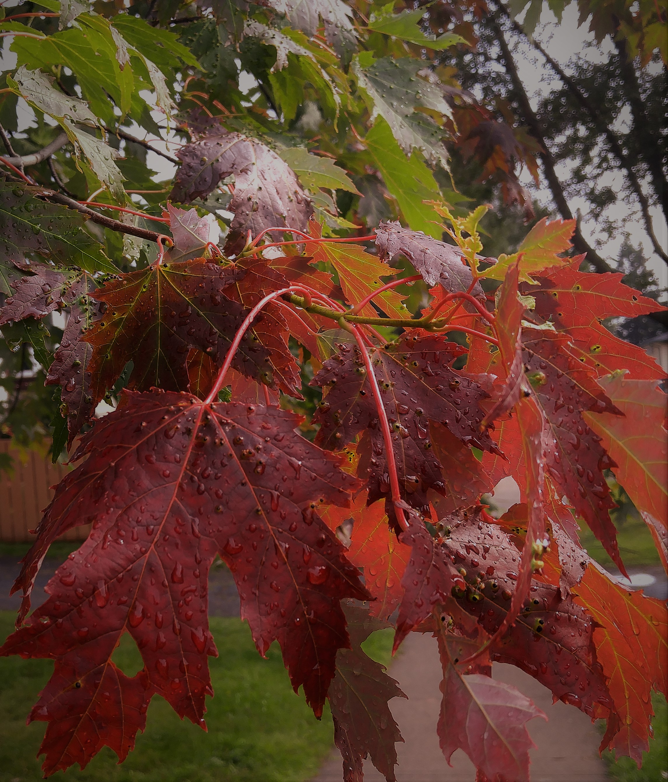 How to identify a red maple tree image